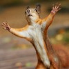 ������ ������������ AngrySquirrel