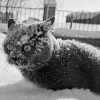 ������ ������������ Smellycocaine