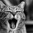 CrazyCat94