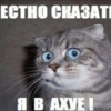 ������ ������������ PVAcat