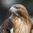 falcon1148