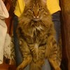 ������ ������������ Nazli