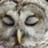 SleepingOwl