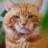 Oggythecat