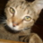 CatTigra