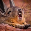 Аватар пользователя LazzyRabbit