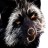 BlackFox