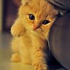 Аватар пользователя Fialochka