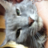 Nikkicat