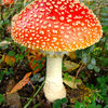   muscaria