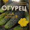 ������ ������������ renikrenik