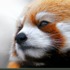 ������ ������������ BuFox