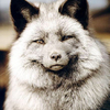 ������ ������������ bastardfox