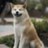 LynxFoxD