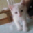 Adzuma
