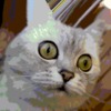 ������ ������������ elventiger