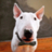 WhiteBullTerrier