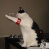 ������ ������������ GrammarNaz1Cat
