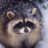 SRaccoon