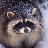 ������ ������������ SRaccoon