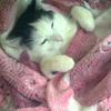 ������ ������������ Pljushka