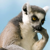 ������ ������������ lemurBrendon