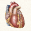 Stenocardic