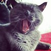 ������ ������������ Astilla