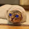 ������ ������������ dunecat