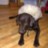labradorslove