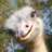 ostrich