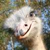 Pikabu profile picture for @ostrich