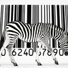 ������ ������������ Zebrablabla