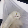 ������ ������������ GeorgeSky