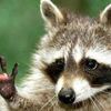 RaccoonEmbrace