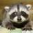 SmallRaccoon