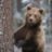 RusBear1o2