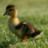 SacredDuck