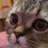 banjongo