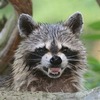 Аватар пользователя Raccoon163