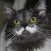 ������ ������������ Evi1Cat