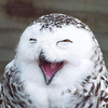 LaughingOwl