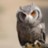 GreyOwl