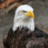 EagleWhiteHead