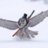 WildOwl0v0