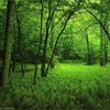 Аватар пользователя GreenForest
