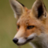 FoxPox