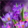 ������ ������������ krasaVica