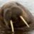 SteppeWalrus
