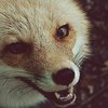 ������ ������������ fluffydeath